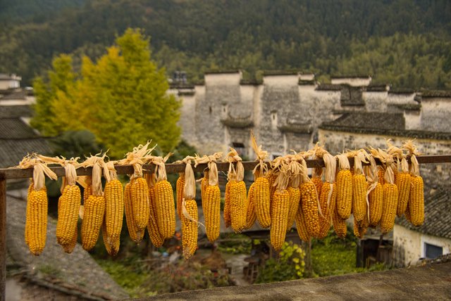 Drying maize