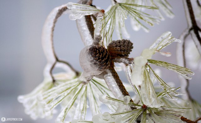 GANANOQUE, CANADA - December 22: Icestorm on December 22, 2013 in Gananoque, Ontario, Canada. - Jay Kopinski