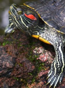 trachemys scripta elegans, tortuga nipona, tortuga japonesa, tortuga de orejas rojas