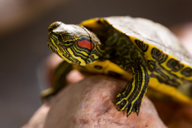 trachemys scripta elegans, tortuga nipona, tortuga japonesa, tortuga de orejas rojas