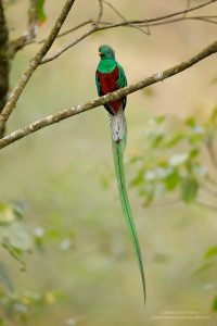 Quetzal Meso Americano Ave Silvestre, Pharomachrus Mocinno