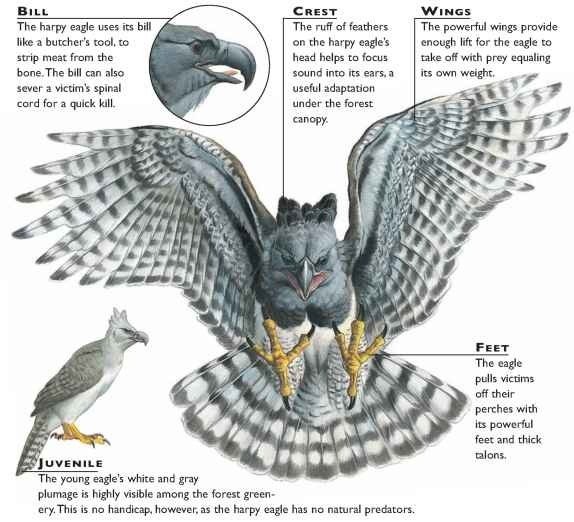 Most amazing medical animals. Harpy eagle — Steemit