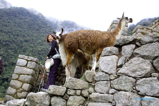 Me and a llama at Macchi Picchu