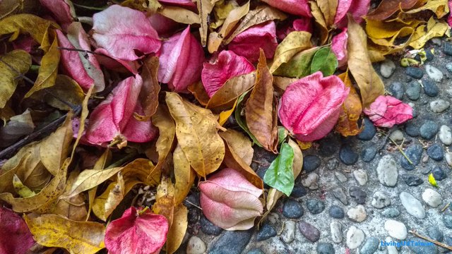 Pink leaves in autumn