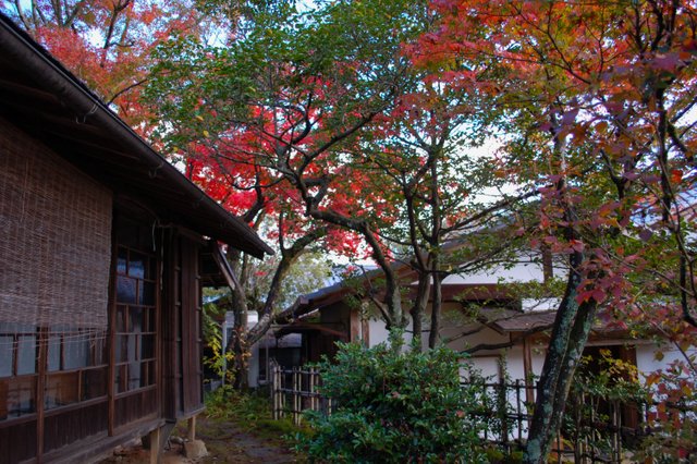 Maple tree in front of a Japanese house