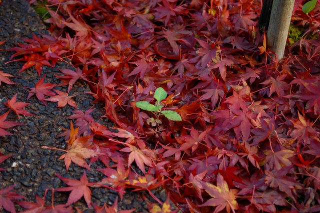 Maple leaves in autumn