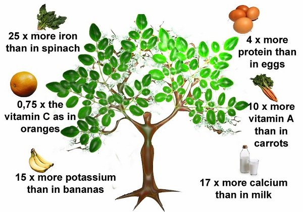 Moringa benefits