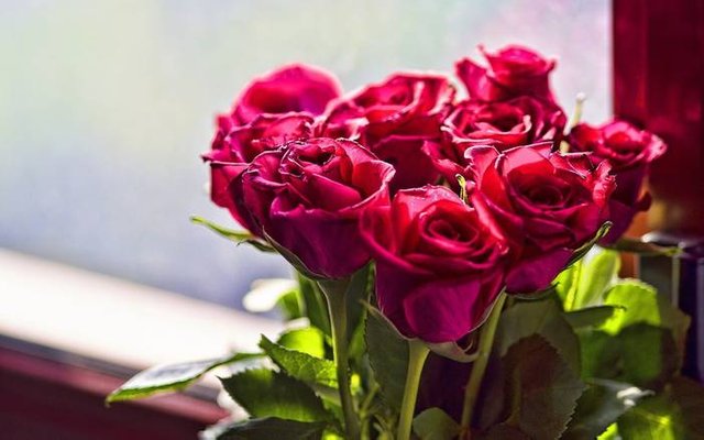 Image result for beautiful rose