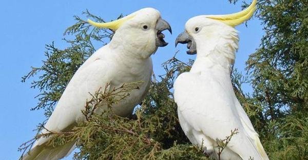 Kakak Tua Kuning Jambul Bird Steemit