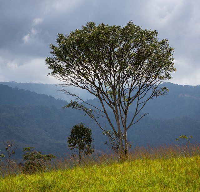 A lonely tree in Mindo cloud forest