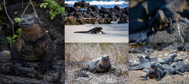 Portraits of different sea Iguanas on Isabela