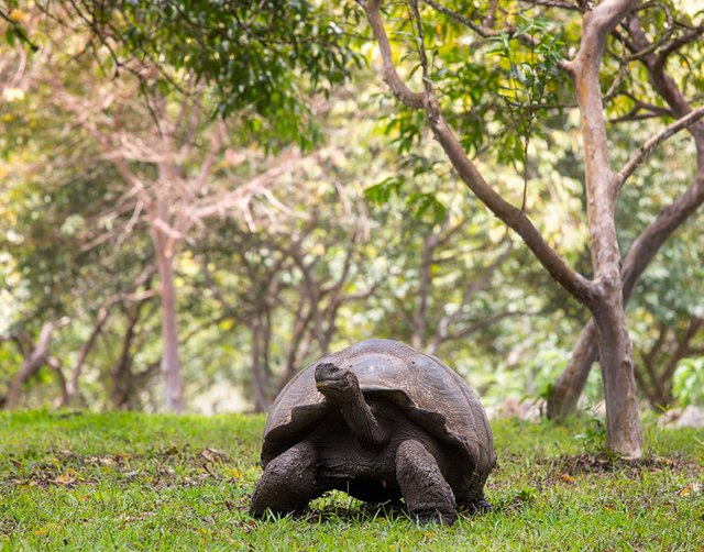 A huge Galapagos Turtle under trees
