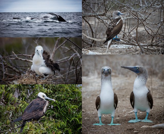Selection of bird portraits taken on Isla de la Plata
