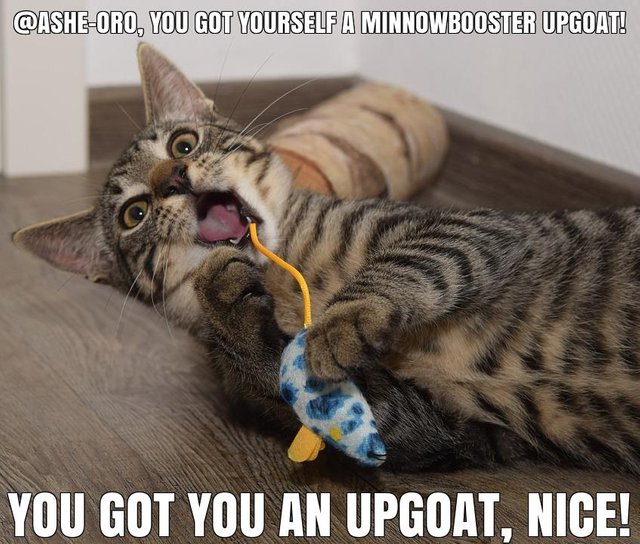 @ashe-oro got you a $7.56 @minnowbooster upgoat, nice!