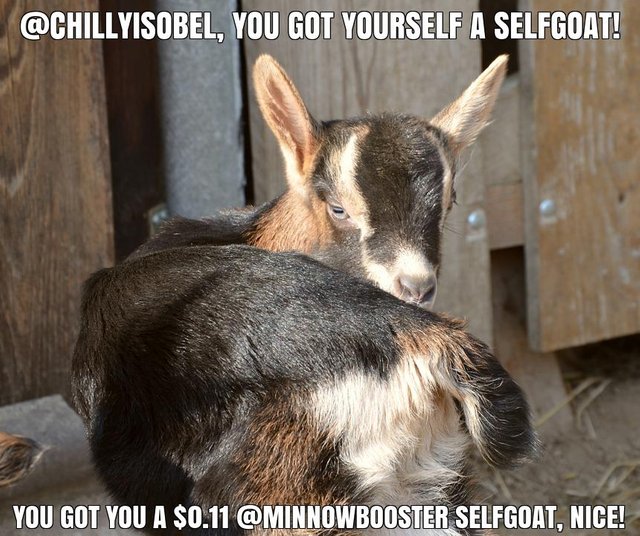 @chillyisobel got you a $0.11 @minnowbooster upgoat, nice!