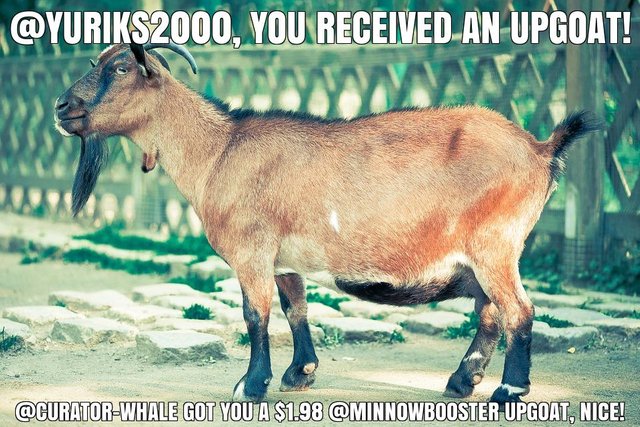 @curator-whale got you a $1.98 @minnowbooster upgoat, nice!