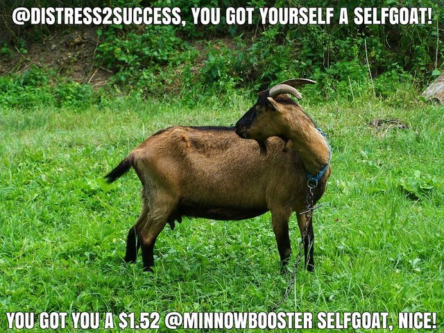 @distress2success got you a $1.52 @minnowbooster upgoat, nice!