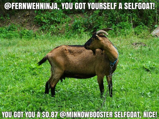 @fernwehninja got you a $0.87 @minnowbooster upgoat, nice!