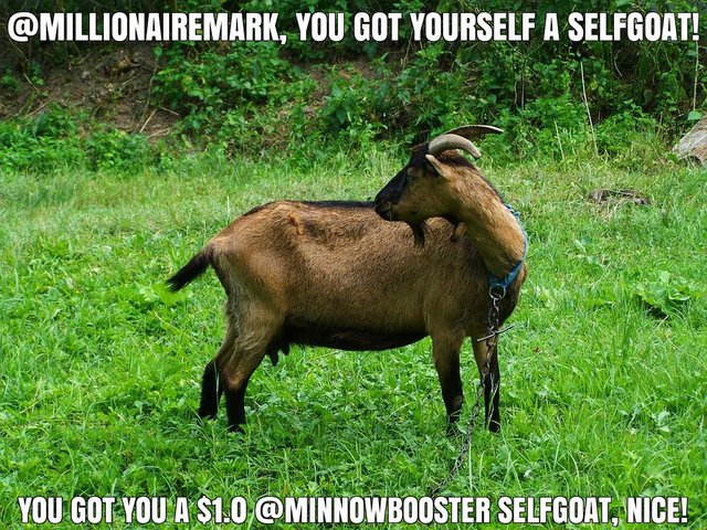 @millionairemark got you a $1.0 @minnowbooster upgoat, nice!