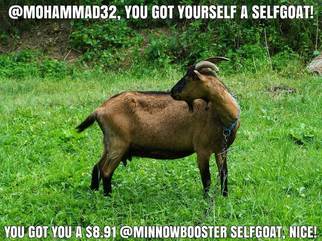 @mohammad32 got you a $8.91 @minnowbooster upgoat, nice!