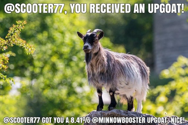 @scooter77 got you a 8.41% @minnowbooster upgoat, nice!