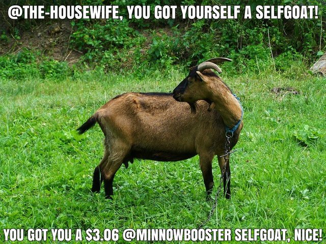 @the-housewife got you a $3.06 @minnowbooster upgoat, nice!