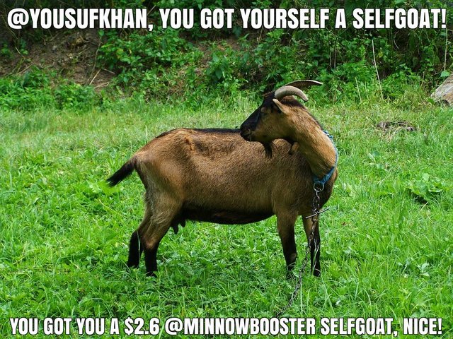 @yousufkhan got you a $2.6 @minnowbooster upgoat, nice!