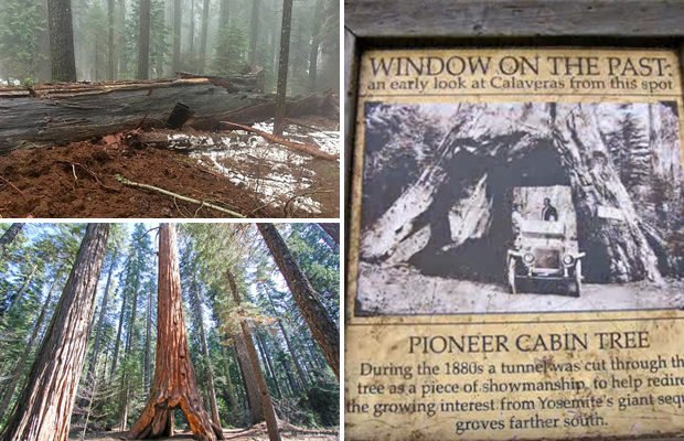 In The United States Fell A Giant Sequoia With A Tunnel Inside