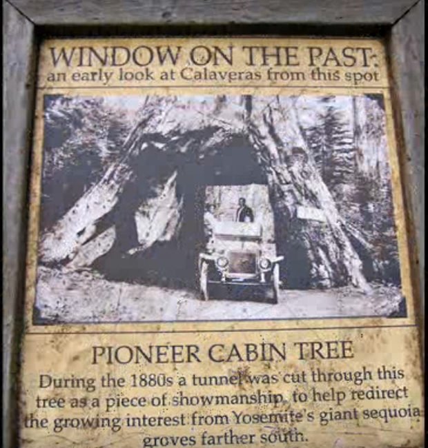 In The United States Fell A Giant Sequoia With A Tunnel Inside