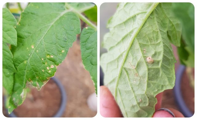 tomato plant pest