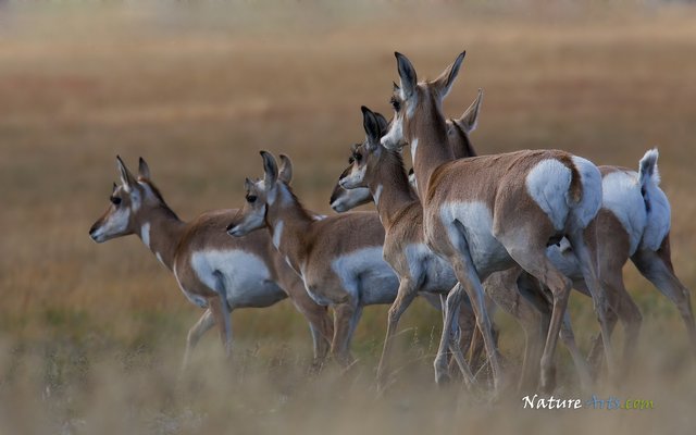 pronghorn antelope