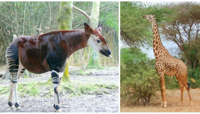 okapi and giraffe similarities