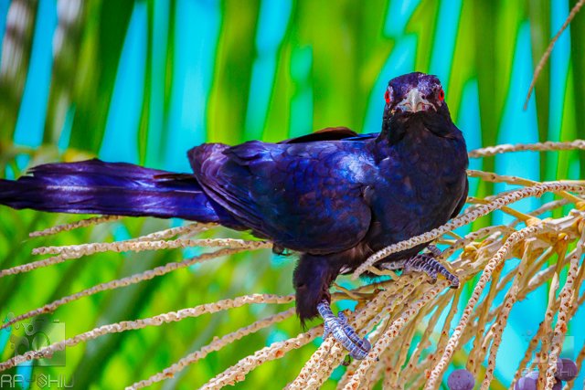 Male Asian Koel