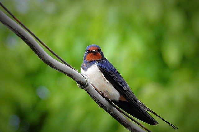 golondrina