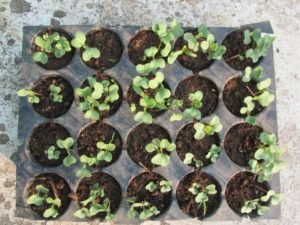 Lettuce Seedlings