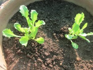 Lettuce transplanted