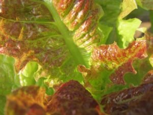 Loose leaf red variety lettuce
