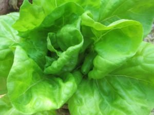 Butter head variety lettuce