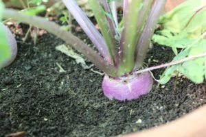 We have planted turnip for the first time in our garden