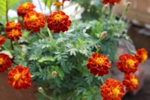 Some lovely marigold to light up the garden