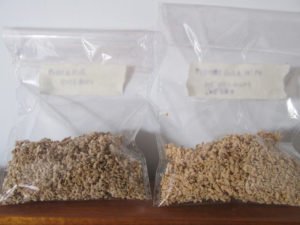 Label and store the seeds