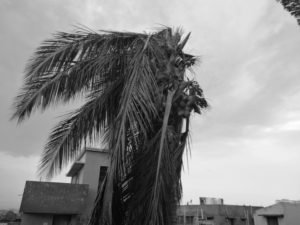 Our coconut tree after the cycloneOur coconut tree after the cyclone