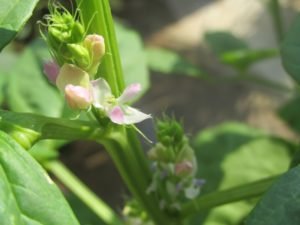 Beautiful flowers of Cluster Bean Plant