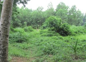 Organic agriculture integrates forests with farming