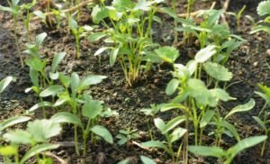 Young coriander plants