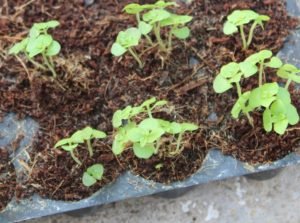 Basil can be started in seed trays