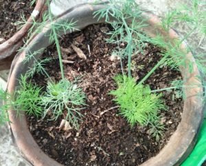 Two dill plants planted in a ten liter pot