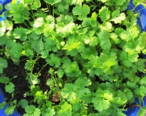 Ready to harvest coriander