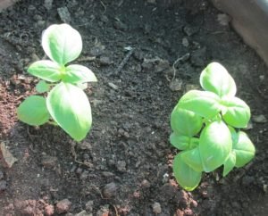 Basil transplanted in a pot