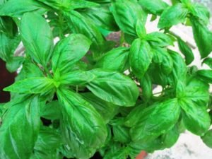 Ready to harvest basil